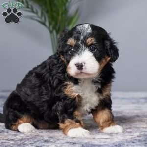 Diamond, Mini Bernedoodle Puppy